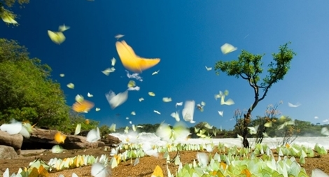 Những cánh bướm xuân...!!!