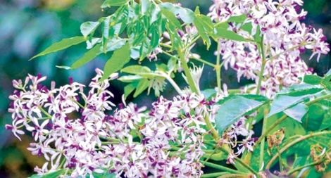 Linh hồn nguyên sơ