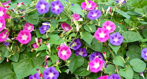 Thơ ngắn trong ''Viết chờ sen lên''     