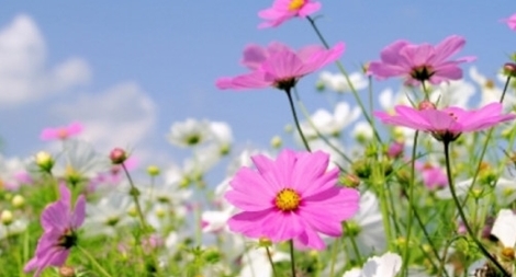 Thơ ca - đa quan niệm