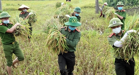 Chiến sĩ Công an giúp dân gặt lúa trong mùa dịch COVID-19