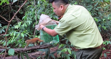 Thả động vật quý hiếm về rừng tự nhiên