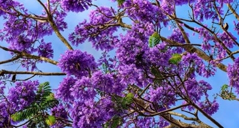 Phượng tím vương mắt buồn cao nguyên