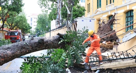 Cây xà cừ cổ thụ bật gốc chắn ngang phố Hoả Lò