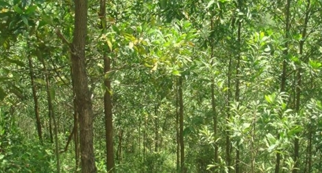 Ngăn chặn nạn xâm chiếm rừng tự nhiên trồng cây keo tràm