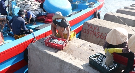 Ngư dân Quảng Trị trúng đậm cá nục, cá ngừ