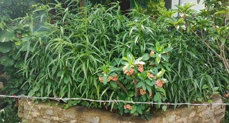 Mua hạt giống cần sa về trồng ở vườn nhà