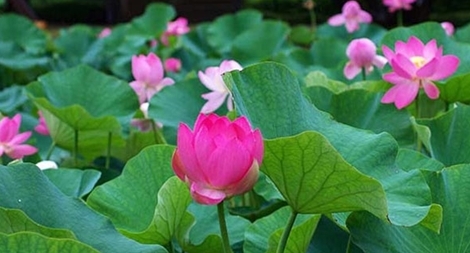 Lỡ hẹn một mùa sen