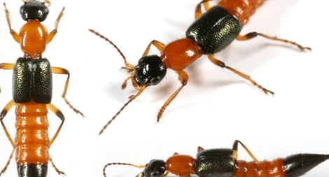 Không nên hoang mang vì kiến ba khoang