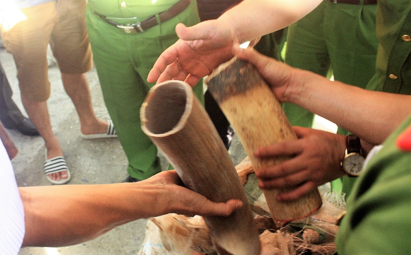 (NÓNG) Phát hiện hơn 10 tấn ngà voi và vảy tê tê nhập lậu tại Cảng Tiên Sa