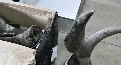 Sừng tê giác và hơn 3 tấn xương động vật hoang dã nhập trái phép qua cảng Tiên Sa