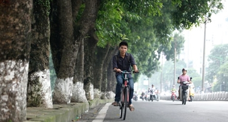 Di chuyển hơn 100 cây xanh trên phố Kim Mã để làm đường sắt đô thị