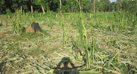 Đàn voi rừng lại kéo về gần bản, nhiều người hoảng sợ