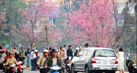 Mai anh đào khoe sắc trong nắng xuân nhuộm hồng Đà Lạt