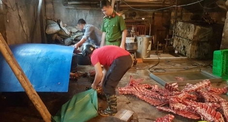 2 tấn thịt bò vứt lăn ra đất được thu giữ từ lò mổ chui