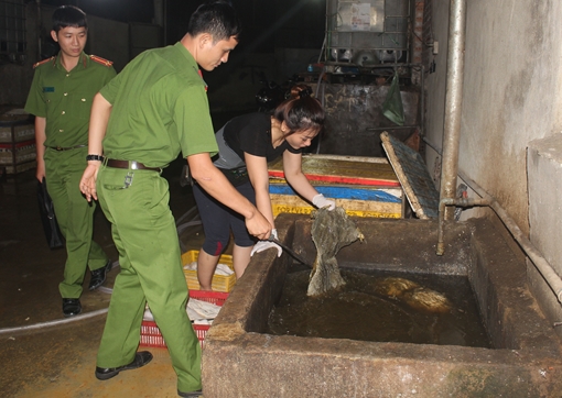 Nội tạng bò được tẩy trắng bằng "hóa chất đen đặc"