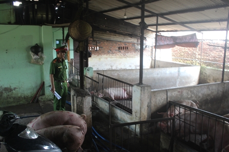 Tiêu hủy trên 2 tấn lợn lở mồm, long móng ở Đồng Nai