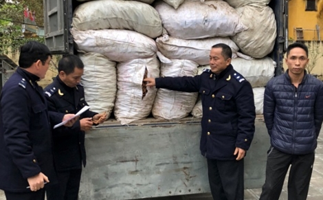 Tạm giữ  5,1 tấn củ ba kích tươi không rõ nguồn gốc