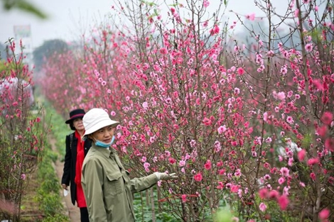 Thời tiết dịp Tết Nguyên đán không xuất hiện rét đậm, rét hại
