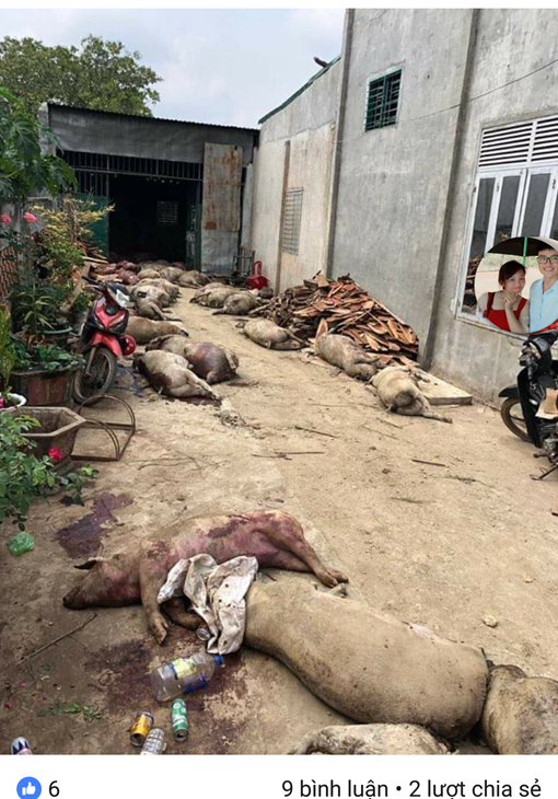 Sẽ điều tra tin đồn thất thiệt về hàng trăm con lợn chết được đào lên làm thịt đem bán