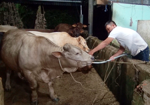 Bắt quả tang cơ sở bơm nước vào bò trước khi giết mổ