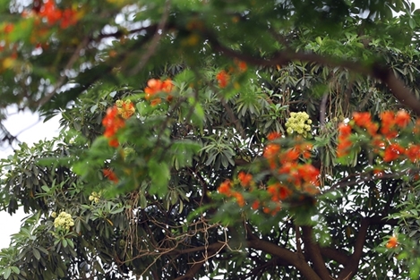 Ngỡ ngàng hoa sữa khoe sắc cùng hoa phượng giữa cái nóng tháng 5 