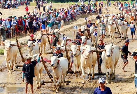 30 nghìn khán giả cổ vũ Hội đua bò Bảy Núi