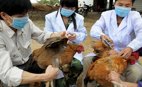 Cúm gia cầm bùng phát giữa thời điểm cả thế giới căng sức chống virus Corona
