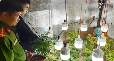 Vườn cần sa trồng trong nhà với công nghệ chiếu sáng hiện đại