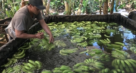 Hơn 2 tấn chuối ngâm hoá chất chuẩn bị bán dịp Tết