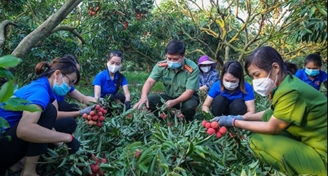 Công an Bắc Giang giúp nông dân thu hoạch vải