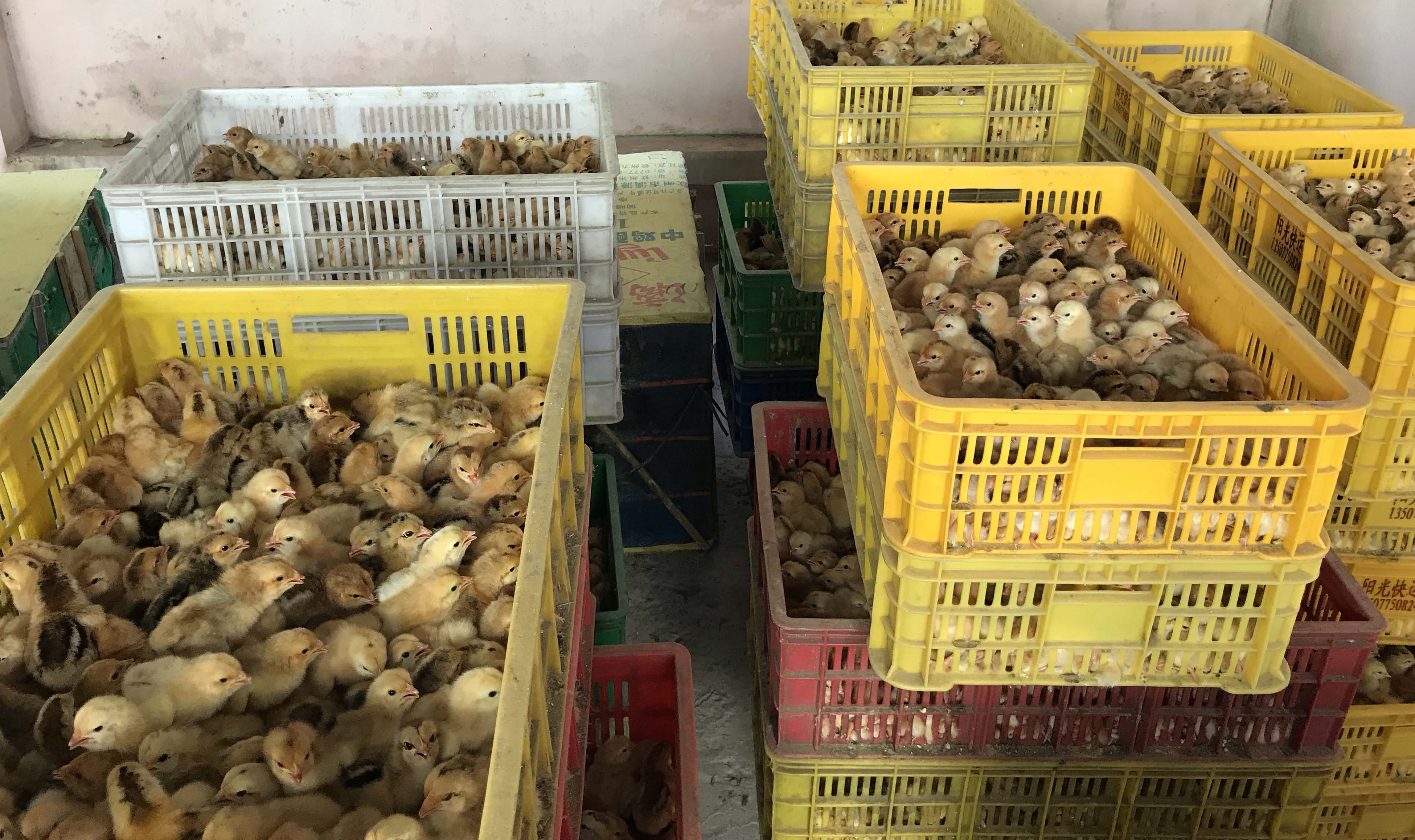 Phạt 75 triệu đồng vì vận chuyển gia cầm  nhập lậu