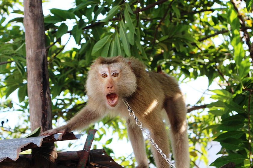 Hơn 500 cá thể động vật hoang dã được giải cứu 