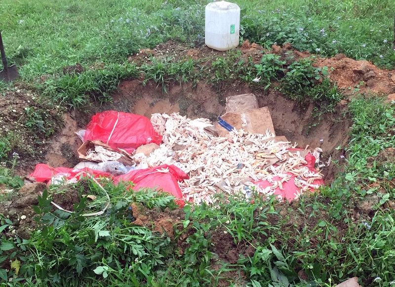  600 kg chân gà đang phân phân hủy trên đường đi tiêu thụ