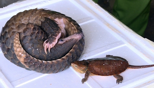 Vận chuyển trái phép động vật hoang dã trong sách đỏ