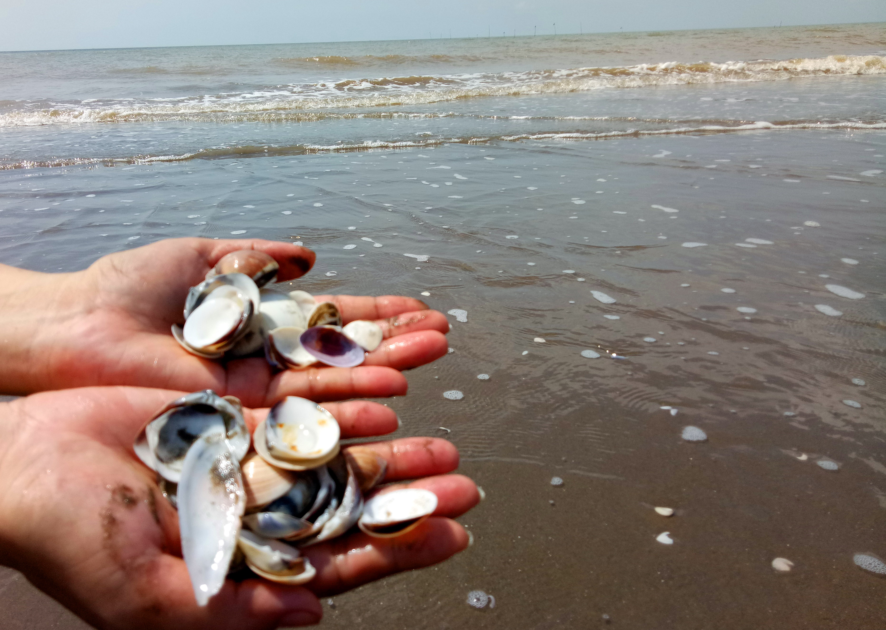 Nghêu chết bất thường, người nuôi lo lắng