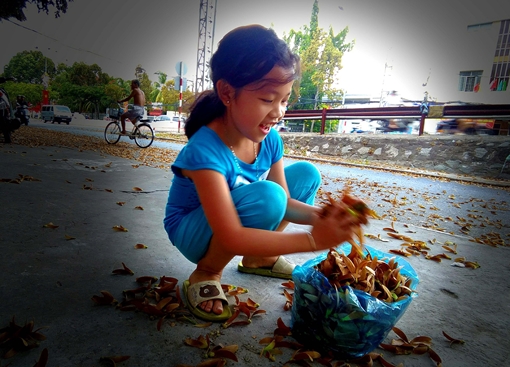 Mùa hoa dầu trên phố Cần Thơ