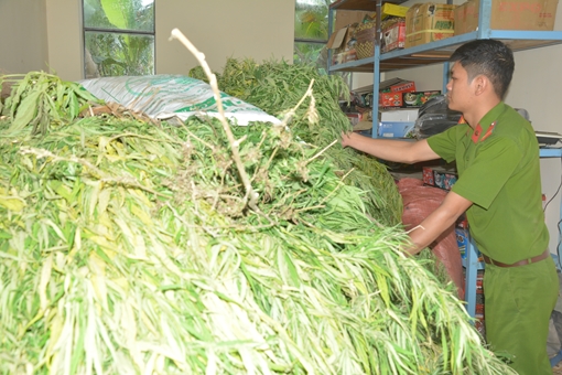 Phát hiện một gia đình ươm trồng hàng trăm cây cần sa 