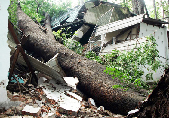 Cây đổ do mưa cộng nước ngập, khiến 2 mẹ con tử vong