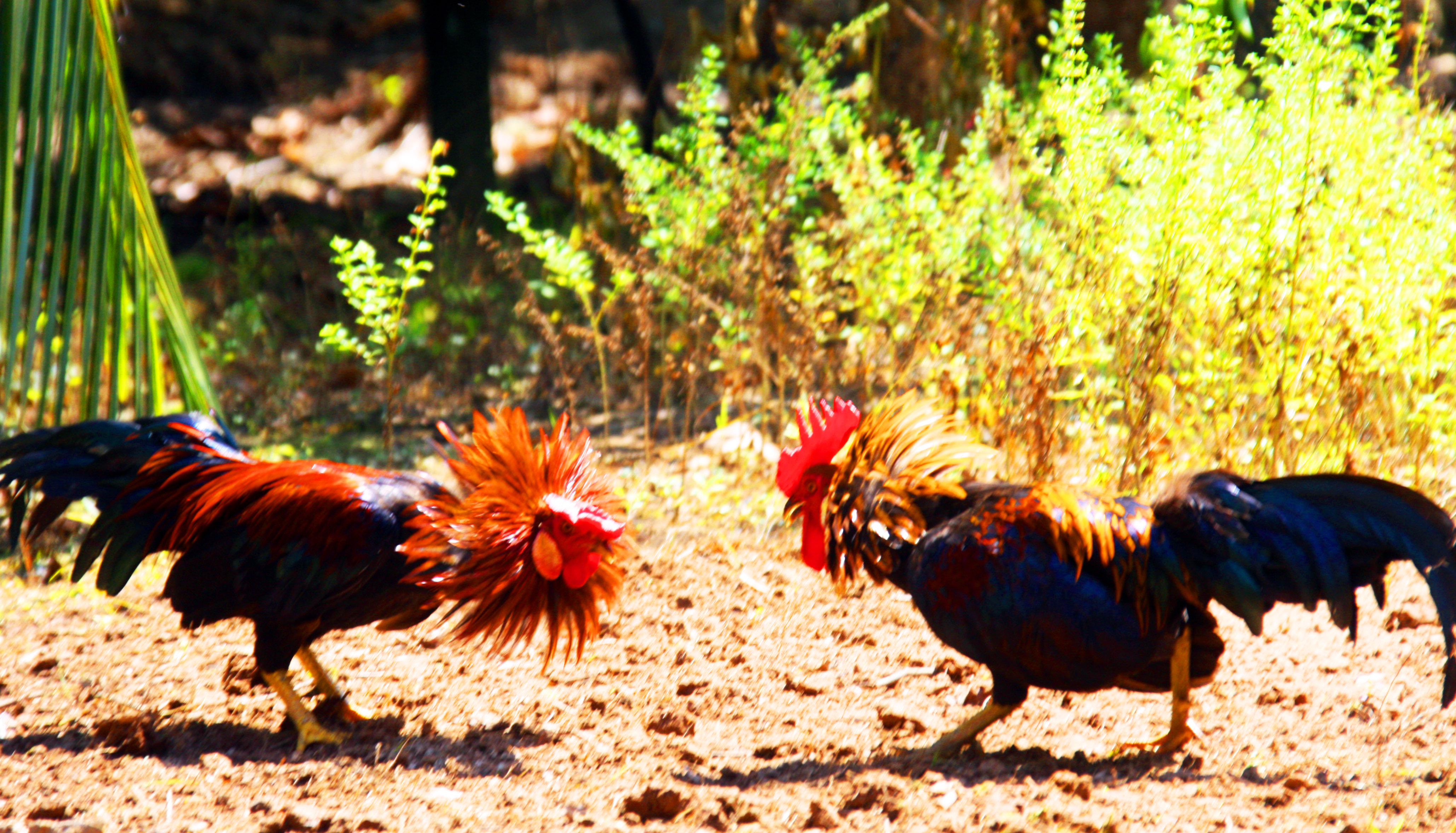 Thông tin Võ Quang Trường bị bắt 15 lần do đánh bạc là không chính xác