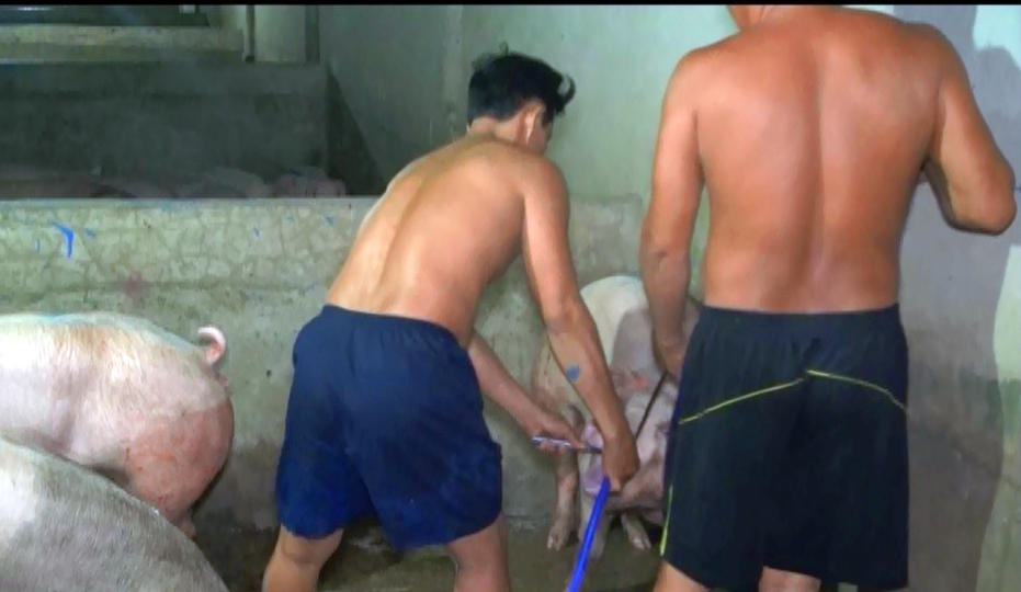 Cơ sở trung chuyển bơm nước vào heo trước khi đưa đi tiêu thụ