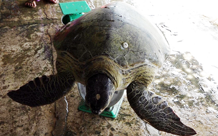 Ngư dân thả cá thể vích mắc lưới về lại biển