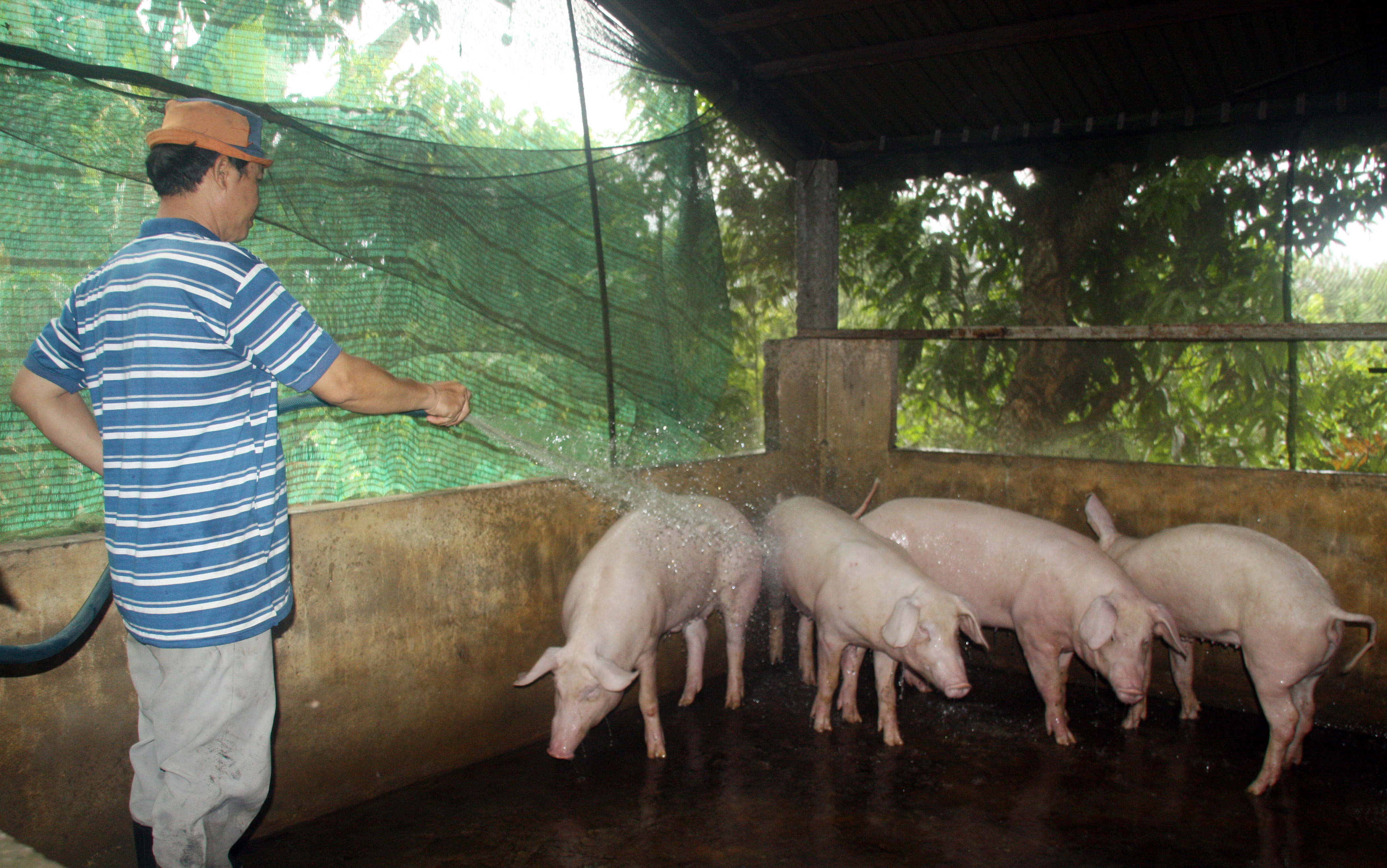Hậu Giang phát hiện dịch tả lợn Châu Phi 