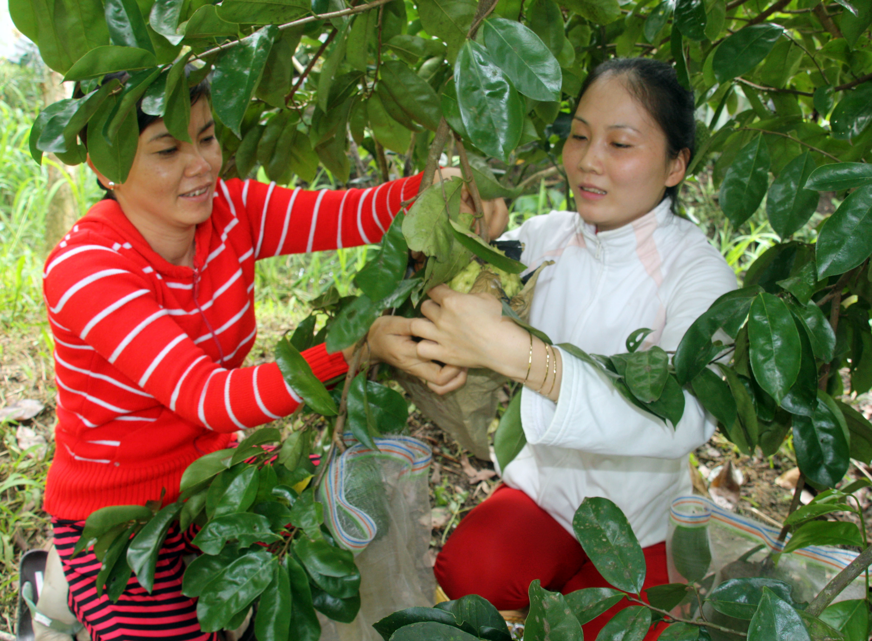 Mãng cầu Hậu Giang được cấp chứng nhận đăng ký nhãn hiệu