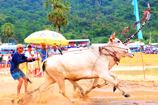 Mãn nhãn với những pha bức tốc tại Hội đua bò Bảy Núi