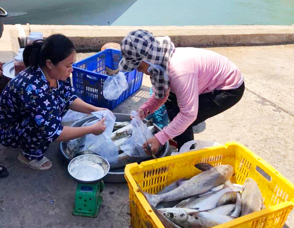 Cá lồng bè ở đảo Hòn Tre chết đồng loạt chưa rõ nguyên nhân