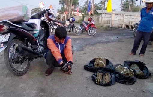 Shiper vận chuyển 5,6kg nghi cần sa khô