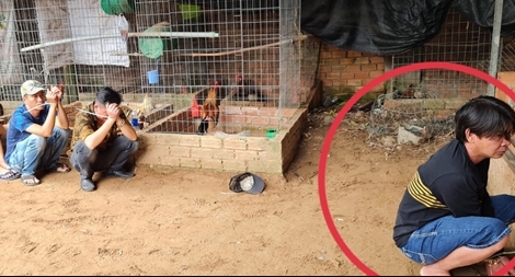 “Trùm đá gà” Hoàng Quí “tái xuất giang hồ” đã bị tóm gọn