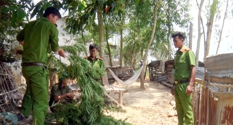 Trồng 32 cây cần sa trong vườn nhà