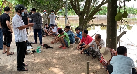 Triệt phá điểm đá gà ăn tiền giữa đồng ruộng